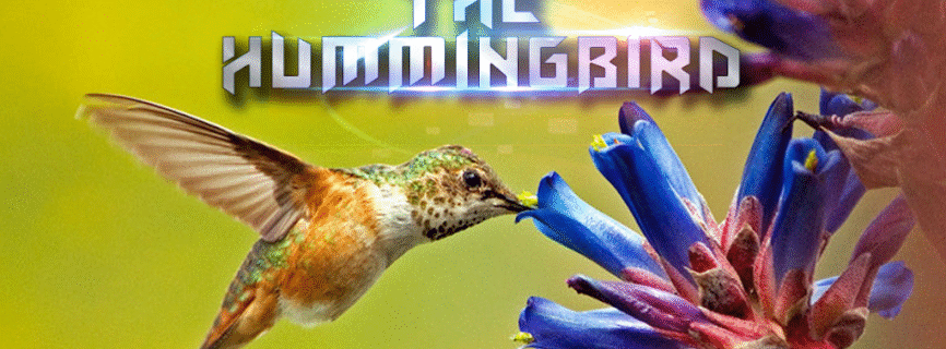 Hummingbird Game APK 1.2.0